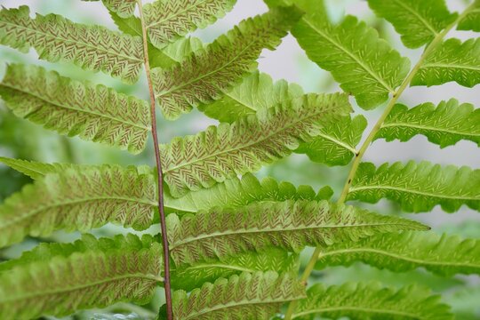 Group of sori on ventral side of leaf of Small vegetable fern way for plant propagation. Organic food and vegetables gardening or city farming concept. beauty nature background.
