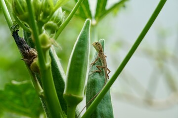Focus on baby of Oriental garden lizard, Eastern garden lizard or Changeable lizard (Calotes...