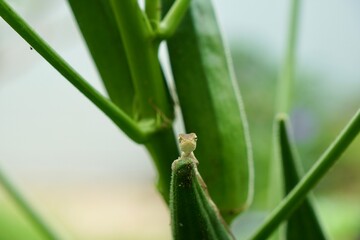 Obraz premium Focus on baby of Oriental garden lizard, Eastern garden lizard or Changeable lizard (Calotes versicolor) on green okra leaves and trees with morning light. Wildlife animal and nature background.