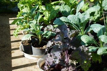 Group of purple Scarlet and Dino Kale in vegetable pots with morning light. Fresh homegrown, organic vegetables, raw food. Plant plot in urban farming. Nature background.