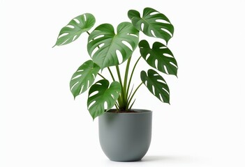 Fototapeta premium Elegant Monstera Deliciosa Potted in Grey Planter - A Must-Have for Modern Interiors and Plant Lovers