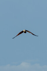 Eagle