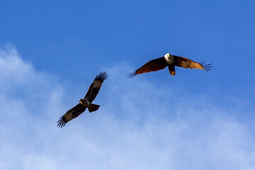 Eagle