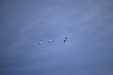 birds in flight, mallard