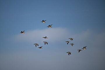 Fototapeta premium birds in flight, American wigeon group