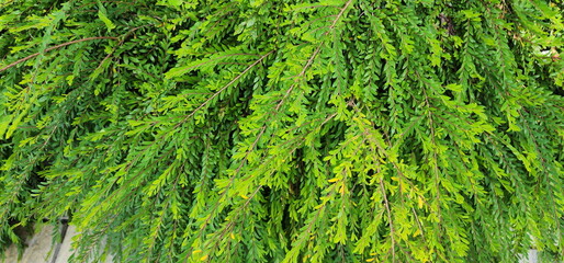 Green leave background : Weeping Willow, small green leaves. Scientific name: Salix babylonica Linn. mousetail plant or myrtle-leaf leaf-flower, is a shrub belonging to the genus Phyllanthus. 
