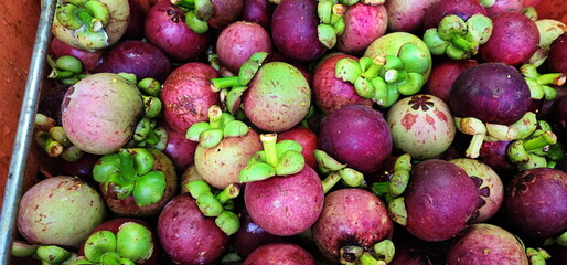 Purple (ripe and sweet) and green (not yet ripe) mangosteens are harvested from the orchard and packed in plastic baskets for sale. Garcinia mangostana Linn is tropical plant. Queen of Fruits in Asia
