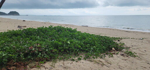 Clumps of Goat's Foot Creeper grow on sandy beaches near sea. Beach Morning Glory, creepers with...