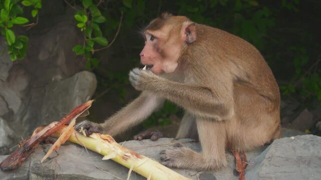 Vietnam - Ha Long Bay- Monkey's Island