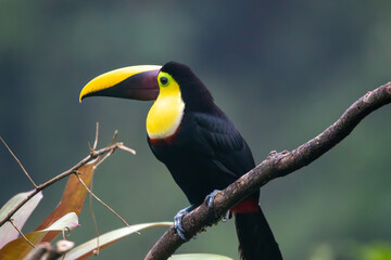 A Yellow-throated Toucan in Costa Rica