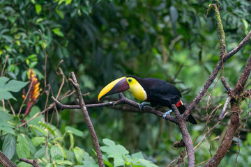 Fototapeta premium A Yellow-throated Toucan in Costa Rica