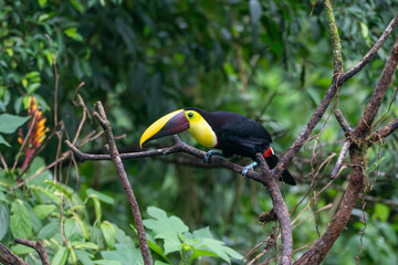 A Yellow-throated Toucan in Costa Rica