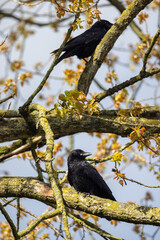 A captivating scene depicts two black birds gracefully perched atop tree branches, surrounded by vibrant autumn foliage