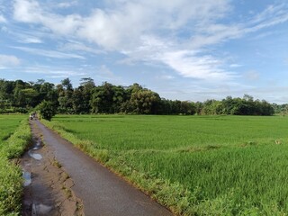 Fototapeta premium a ricefield in the village