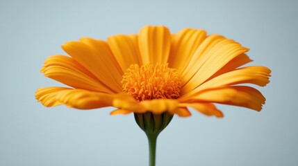 Close-up of a vibrant orange flower against a light background.