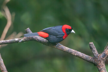 A Crimson-collared Tanager in Costa Rica