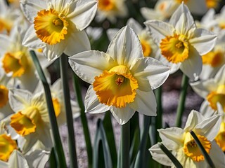 Fototapeta premium close up photo of white and yellow narcissus or daffodil flowers in a flower garden