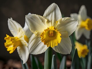 Fototapeta premium close up photo of white and yellow narcissus or daffodil flowers in a flower garden