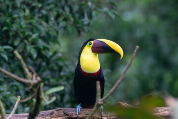 A Yellow-throated Toucan in Costa Rica © Matt