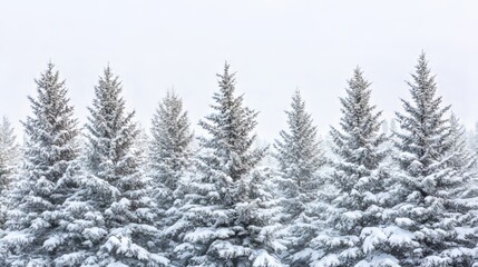 Obraz premium Pine tree covered snow on white sky