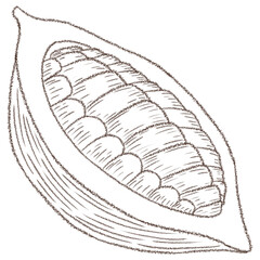 hand drawn cacao illustration in PNG format with transparent background. line art for design with a whimsical and enchanting theme.