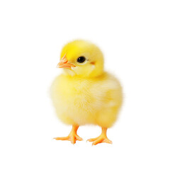 Obraz premium An adorable fluffy yellow chick standing proudly