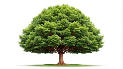 Single red cedar tree isolated on white background