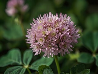 Close-up photo of clover flowers taken in the garden next to the house