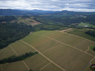 A large field of grapes is shown from above