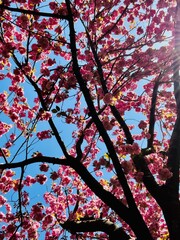 NEW YORK - April 30, 2022: close up of pink cherry blossoms at Brooklyn Botanical Garden