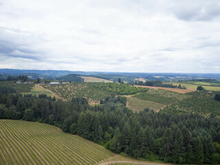 A large field of trees with a cloudy sky in the background