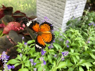 butterfly on flower