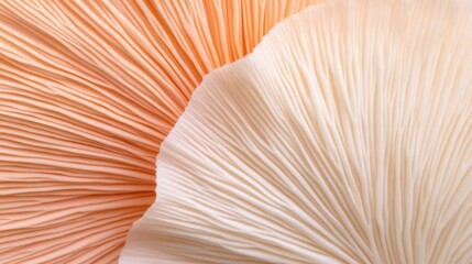 Peach and Cream Pleated Fabric Texture 