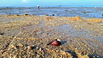 Shells on the beach when the tide is low.
