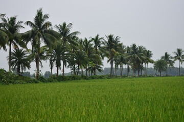 Coconut Trees with Green Grassland