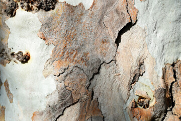 Eucalyptus tree bark texture, Bark of eucalyptus tree, seamless texture, a eucalyptus tree bark...