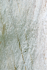 Fototapeta premium Eucalyptus tree bark texture, Bark of eucalyptus tree, seamless texture, a eucalyptus tree bark texture background image