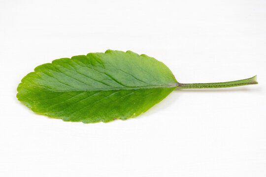 Green leaf of Kalanchoe pinnata plant, also known as cathedral bells, air plant, life plant, miracle leaf, or Goethe plant, is shown on a white background. Locally called Pathorkuchi in Bangladesh.