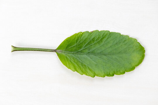 Green leaf of Kalanchoe pinnata plant. Locally called Pathorkuchi in Bangladesh. It is also known as cathedral bells, air plant, life plant, miracle leaf, or Goethe plant, isolated on white background
