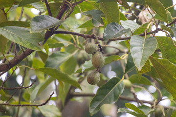 Olive tree branch with young olive fruits hanging.