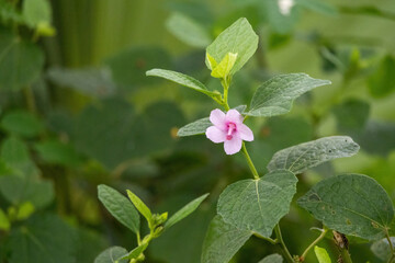 Beautiful Caesar Weed (Urena lobata) flowers bloom along village roads in Bangladesh. It's also known as Congo jute, Bur mallow, Hibiscus burr, Pink burr, Pink Chinese burr, or Urena burr.