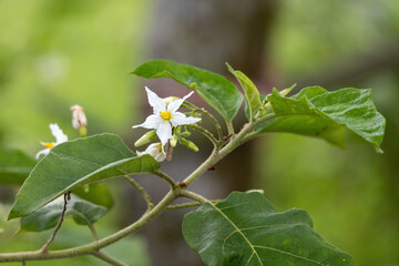 Obraz premium Turkey berry (Solanum torvum) flowers are blooming along the roadside in a village in Bangladesh. Locally, it's known as Tit begun.
