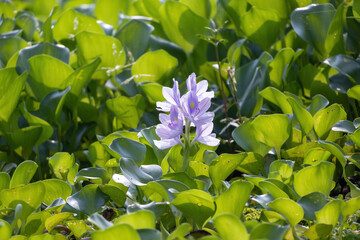 Beautiful flowers of the common water hyacinth plant are in bloom, with many green leaves floating on the water. Water hyacinth is one of the world's worst aquatic weeds.