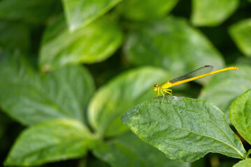 Beautiful Coromandel Marsh Dart (Ceriagrion coromandelianum) perched on a green leaf. It is also known as the Yellow Waxtail and is a species of damselfly in the family Coenagrionidae.