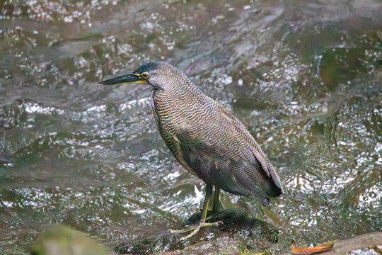 A Fasciated Tiger-Heron in Costa Rica