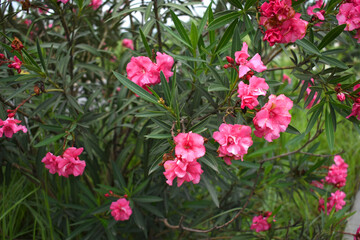 Nerium oleander in bloom, Pink siplicity bunch of flowers and green leaves on branches, Nerium...