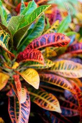 Codiaeum Variegatum (Garden croton or Variegated croton) Foliage with flowers, Croton leaves on brach © Beach boy 2024