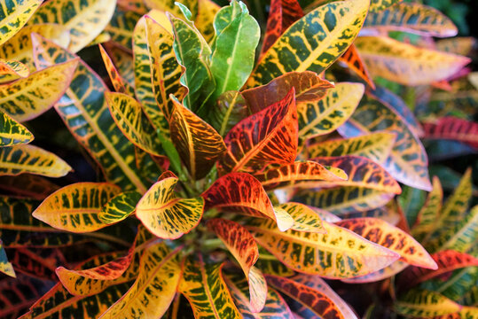 Codiaeum Variegatum (Garden croton or Variegated croton) Foliage with flowers, Croton leaves on brach