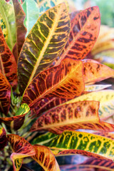 Codiaeum Variegatum (Garden croton or Variegated croton) Foliage with flowers, Croton leaves on brach © Beach boy 2024