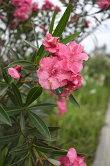 Nerium oleander in bloom, Pink siplicity bunch of flowers and green leaves on branches, Nerium...